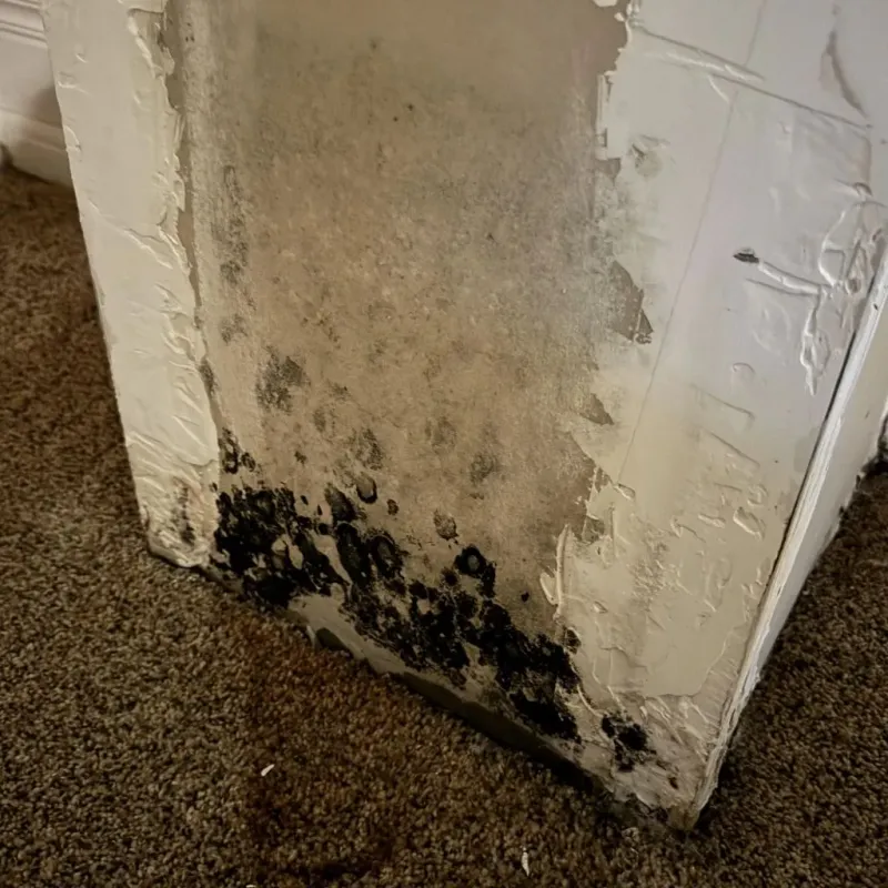 Professional Mold Removal in Val Verde County, TX